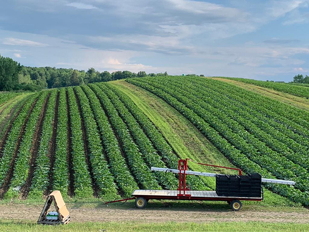 plants in field