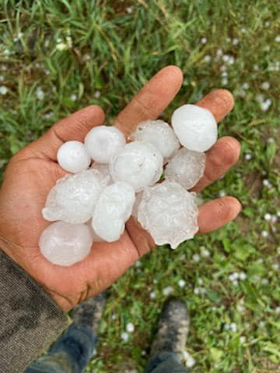 hail in amy's hand