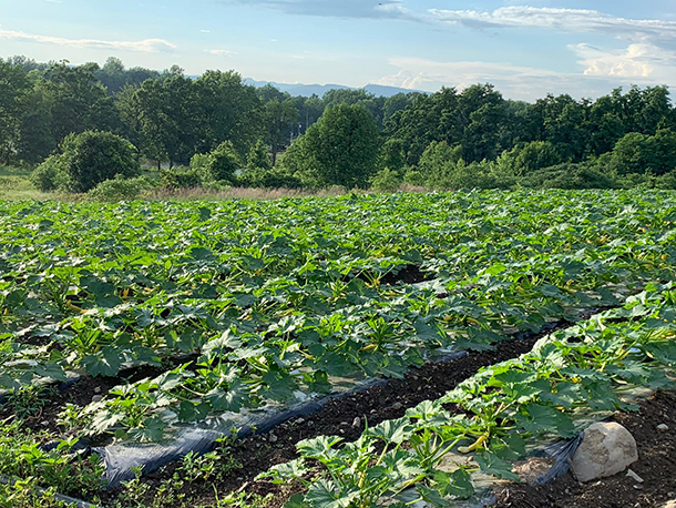 squash field