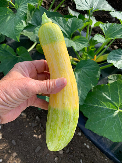 hand holding a squash