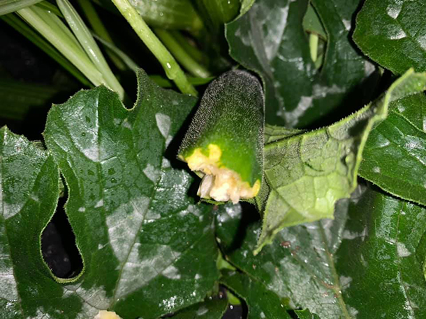 damaged zucchini from hail