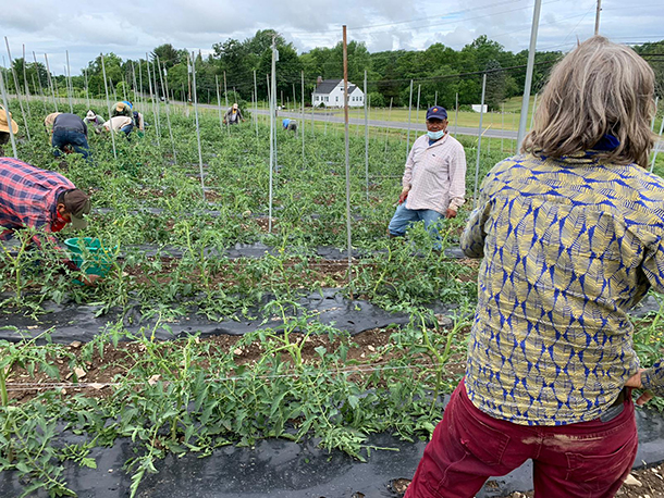 Amy and Juan assessing damage in tomatoe fields