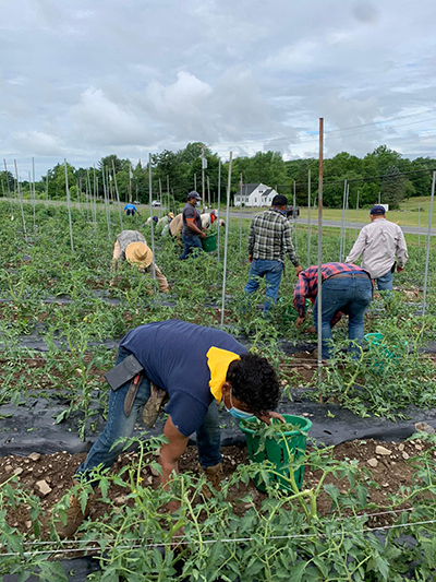 Cleaning up leaves and stems around the damaged tomato plants