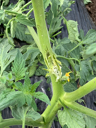 Hail hit tomato plant