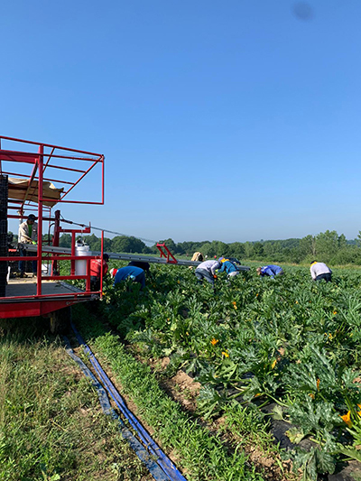 men picking zukes with convyor belt equipment