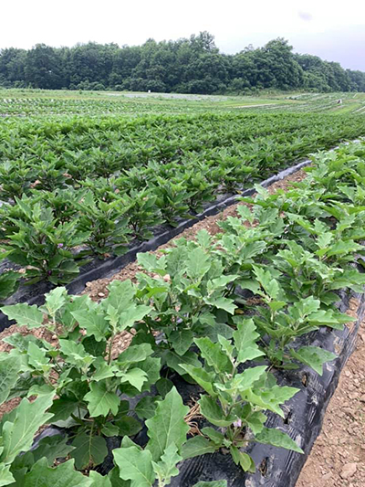 Eggplant field