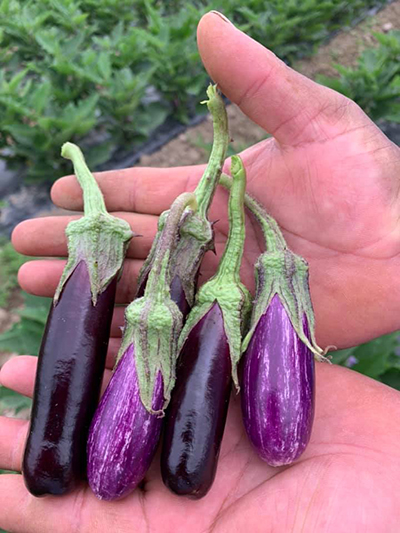 Hansel and Fairytale eggplants