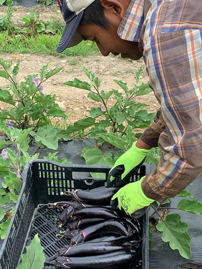 Harvesting Orient Express eggplants