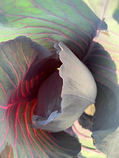 Red cabbage