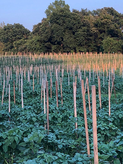 tomatillo field