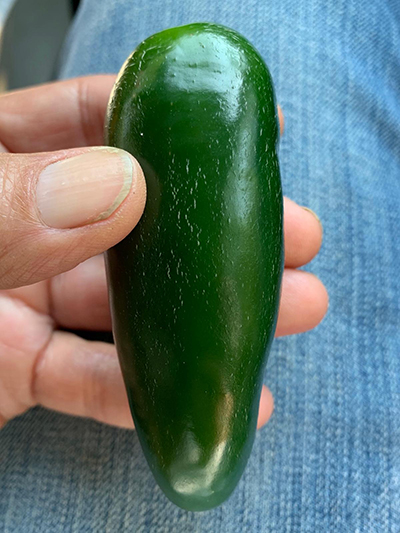 jalapeno pepper