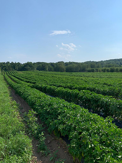 field of plants in rows