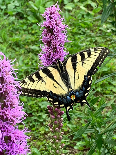 butterfly on plant