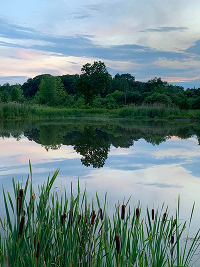 cat tails in front of pond