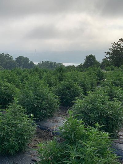 hemp field