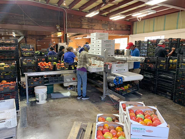 people packing tomatoes