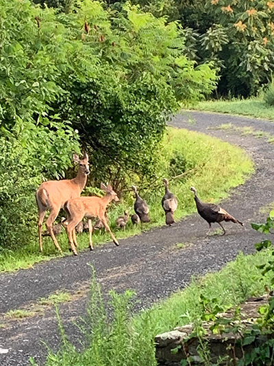 deers and turkeys