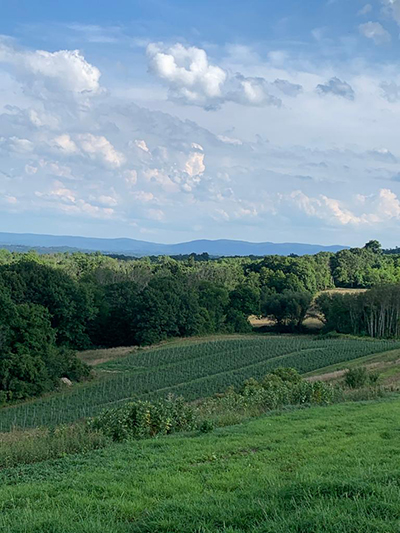 view of field