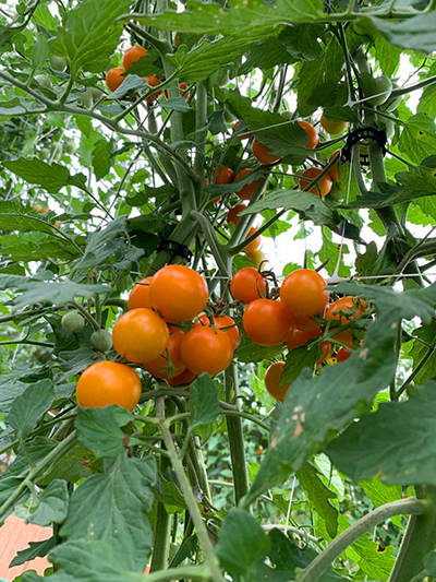 tomatoes on vine