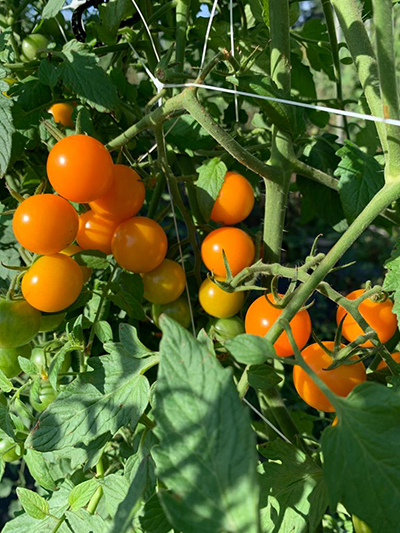 cherry tomatoes