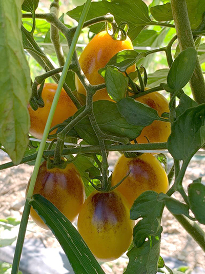 grape tomatoes on vine