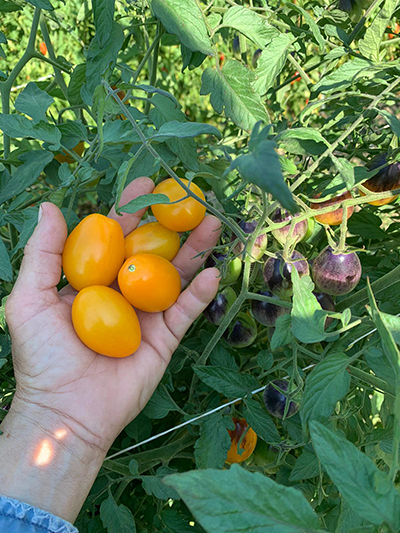 tomatoes in persons hand