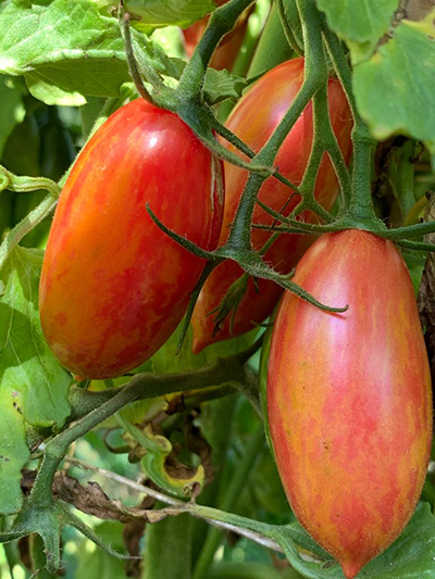 roma tomatoes