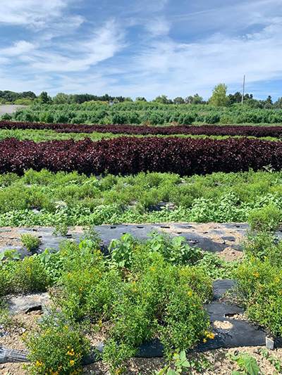 field of plants