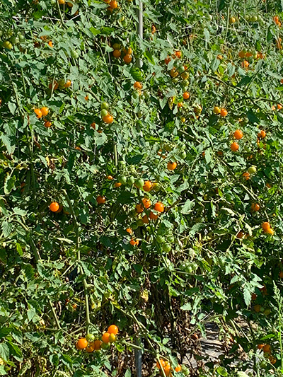 tomatoes on vine