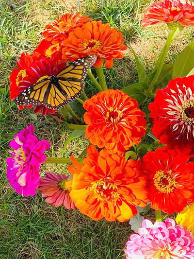 butterfly on flowers