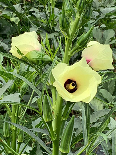 okra flowers