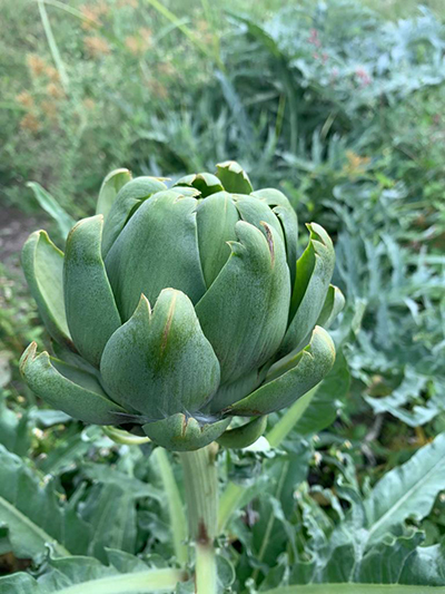 artichoke