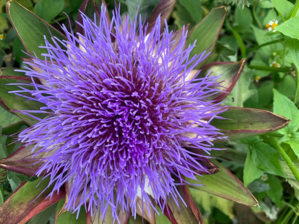 artichoke flower