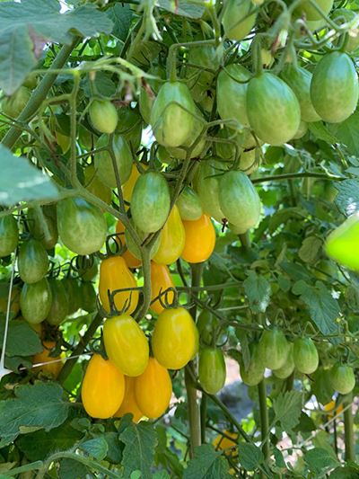 tomatoes on the vine