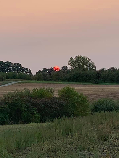 sunset behind trees