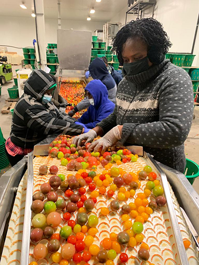 sorting tomatoes