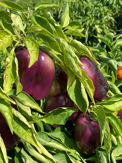 purple peppers