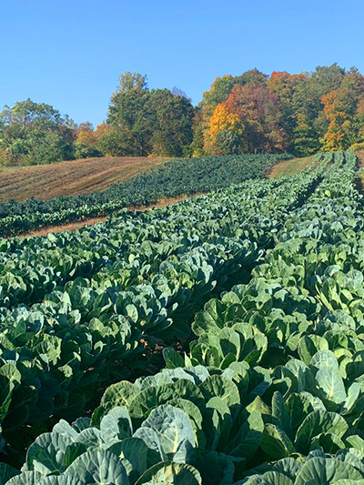 field in the autumn