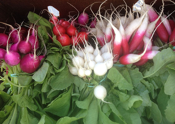 fall radishes