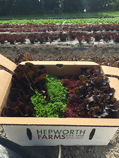 lettuce in farm box