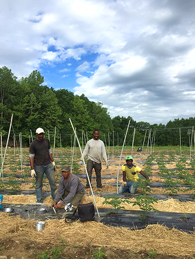 crew laying stakes in field