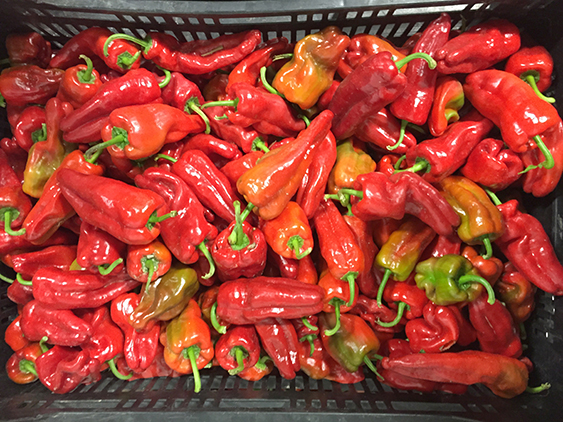 peppers