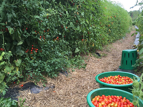 tomato row