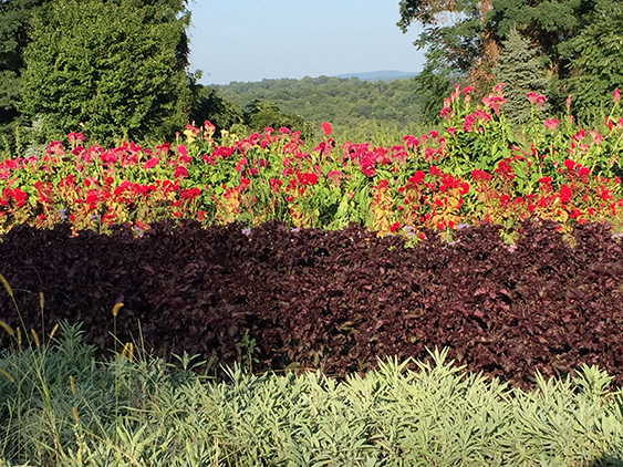 red flowers