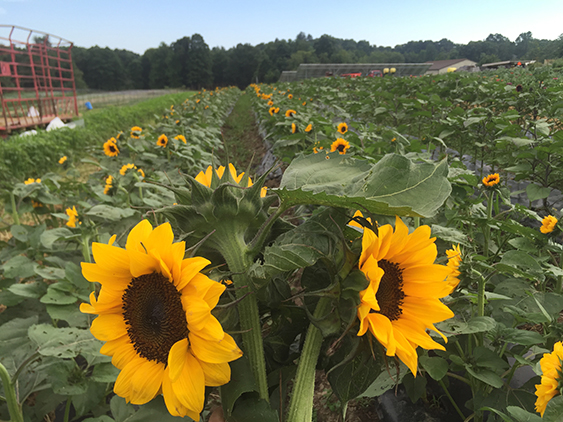 sunflower field