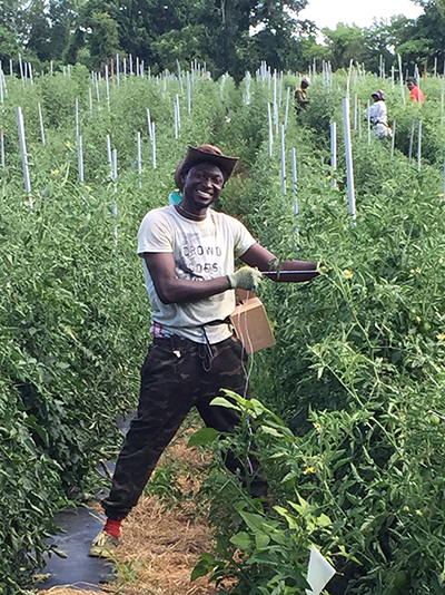 tying plants