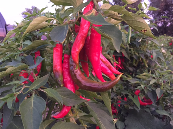 pepper plants