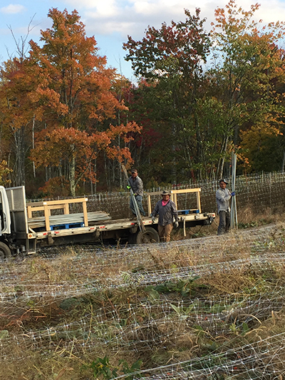 taking down trellis