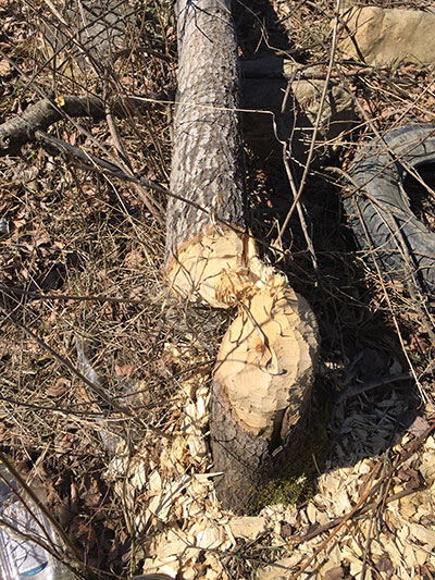 busy beavers cut wood