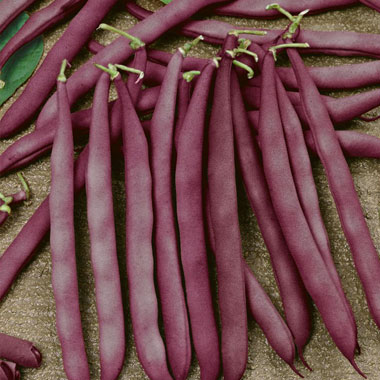 Red Swan Bush Bean